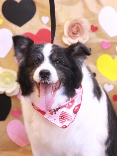 20230226ラムちゃん